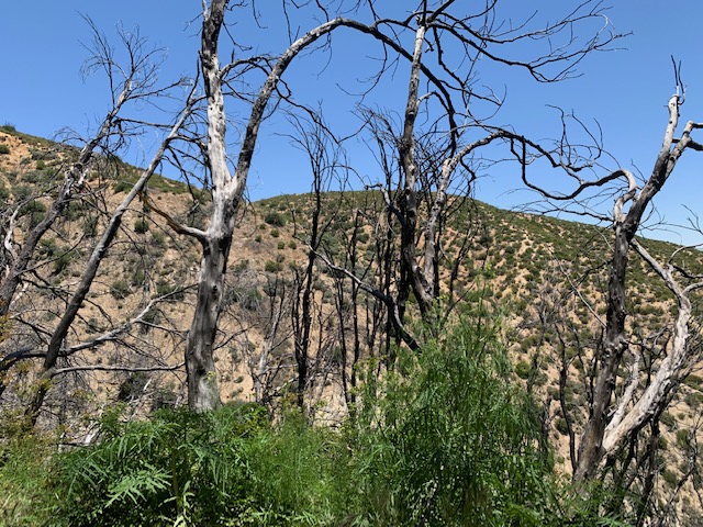 Nog steeds in de woestijn/Todavia en el desierto/Still in the desert 🌵